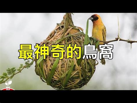 鳥築巢風水|【鳥巢在家】野鳥眷顧，築巢家中預告好運臨門！